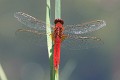 IMG_6164 Crocothemis erythraea male